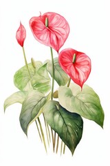 Anthurium on an isolated white background. leaf and flower, botanical watercolor illustration, floral element