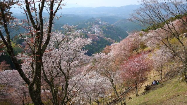 Cherry blossoms at Kamisenbon area in Mount Yoshino