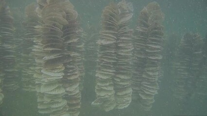 바닷물속 굴 양식장의 가리비 껍데기에 굴이 산란한 수정된 유생 상태의 알이 자리잡으려고 떠다니는
