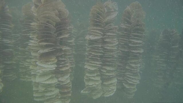 바닷물속 굴 양식장의 가리비 껍데기에 굴이 산란한 수정된 유생 상태의 알이 자리잡으려고 떠다니는