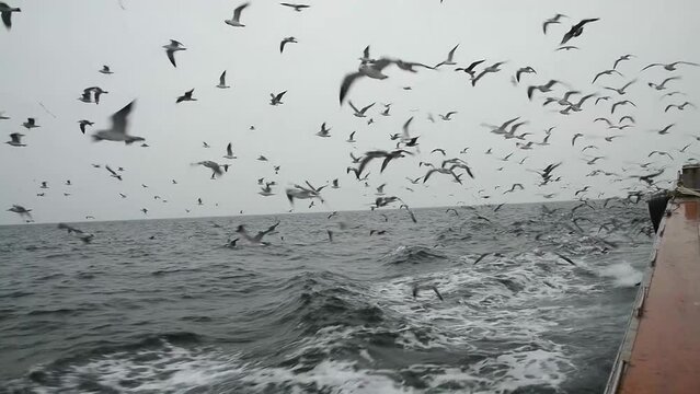 바다를 운항하는 배 옆으로 수많은 갈매기가 따라 나르는 