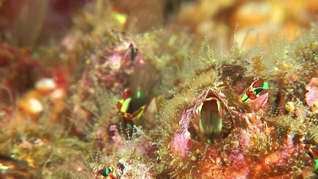 갯바위에 붙은 따개비들이 속눈섭 처럼 생긴 발을 내밀어 먹이를 잡아 먹는 클로즈업 영상 