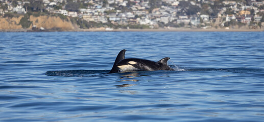 Orca or killer whale (Orcinus orca), Laguna beach, California 