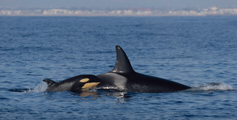 killer whales, orcas  © FPLV