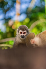 Mono comiedo en el amazonas, Ecuador rodeado de naturaleza
