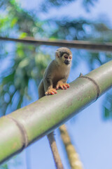 Mono comiedo en el amazonas, Ecuador rodeado de naturaleza