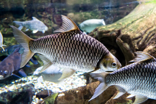 Carp fish under water, close-up photo. freshwater fish under water.