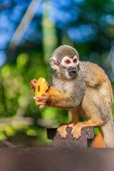 Mono sorprendido comiedo en el amazonas, Ecuador rodeado de naturaleza