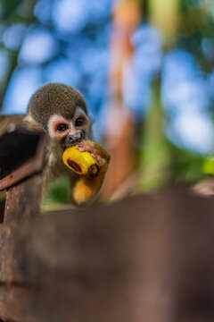 Mono con hambre comiedo en el amazonas, Ecuador rodeado de naturaleza en archidona