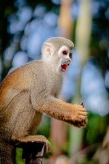 Mono molesto comiedo en el amazonas, Ecuador rodeado de naturaleza