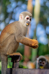 Mono con comida en la boca en el amazonas, Ecuador rodeado de naturaleza