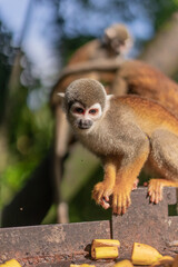 Mono comiedo en el amazonas, Ecuador rodeado de naturaleza