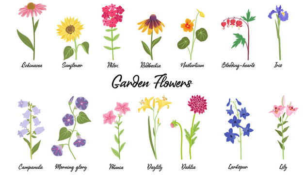 vector drawing garden flowers at white background, hand drawn botanical illustration, set of floral design elements