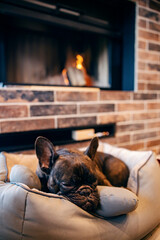 A french bulldog lying in his little bed near warm fireplace at cozy home.