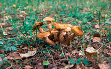 autumn mushrooms honey mushrooms growing in the wild forest