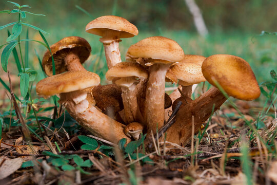 autumn mushrooms honey mushrooms growing in the wild forest