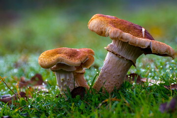 autumn mushrooms honey mushrooms growing in the wild forest