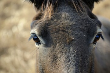 Mule close up portrait.