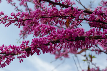 flowering branch of the Judas tree