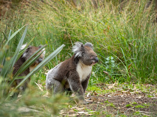 Koala walking on the ground