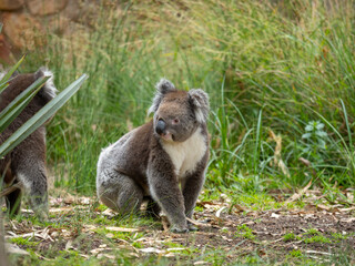 Koala walking on the ground
