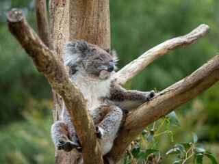 Koala sitting and resting in a tree