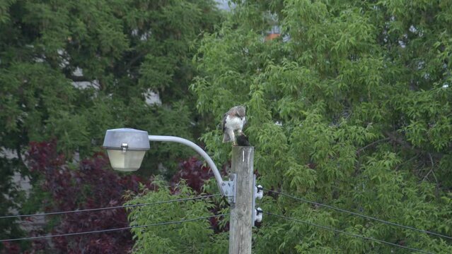 Red-tailed hawk with dead squirrel in talons takes off from lamp post, tele