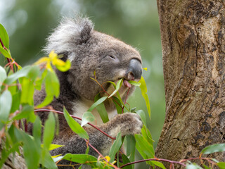 Close up Koala eating leaves