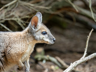 Rock Wallaby