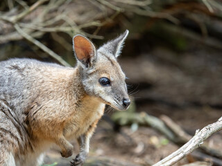 Naklejka premium Rock Wallaby
