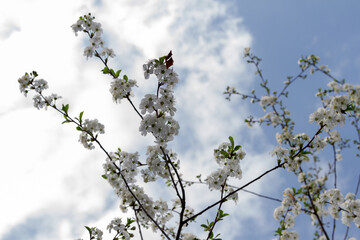 cherry blossoms with white flowers