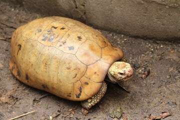 Obraz premium Elongated tortoise in the nature, Indotestudo elongata ,Tortoise sunbathe on ground with his protective shell ,Tortoise from Southeast Asia and parts of South Asia ,High yellow Tortoise