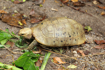 Elongated tortoise in the nature, Indotestudo elongata ,Tortoise sunbathe on ground with his protective shell ,Tortoise from Southeast Asia and parts of South Asia ,High yellow Tortoise