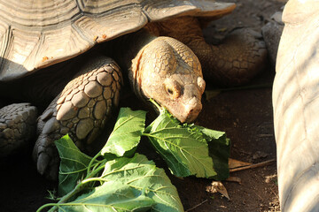 African Sulcata Tortoise Natural Habitat,Close up African spurred tortoise resting in the garden,...