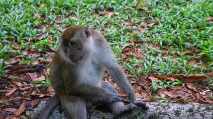 monkeys roaming around in a zoo with a large, old pine forest. This type of monkey is very friendly with humans and can be used as an entertainment animal