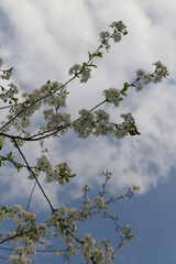 cherry blossoms with white flowers
