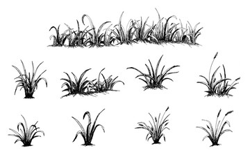 hand drawn grass. pen drawing grass illustration