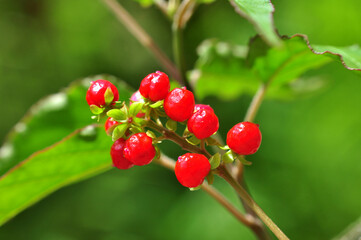 Obraz premium Rivina humilis or pigeonberry fruit selective focus blur background