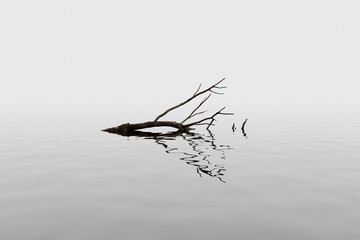 A broken dry branch floats on the surface of still water in the fog.
