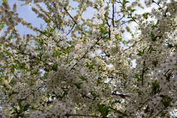cherry blossoms with white flowers