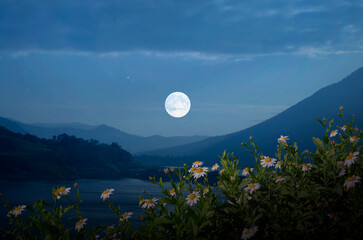 Beautiful white daisy flowers and green leaves in moonlight © athapet