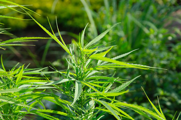 Fresh green leaves of cannabis plant in garden