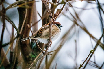 Sparrow perched on a branch