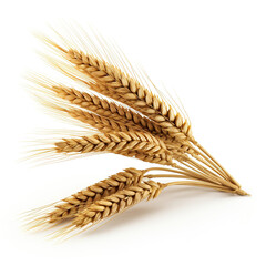 Wheat bundle isolated on white background