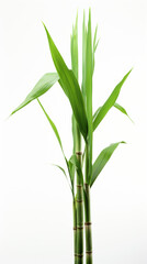 Fototapeta na wymiar Original color sugarcane with green leafs