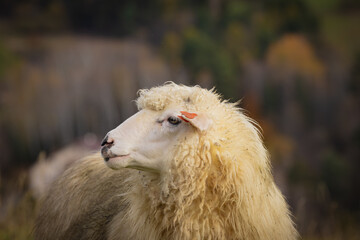 Owca w Szczawniku jesienią. Widok na zwierzę.