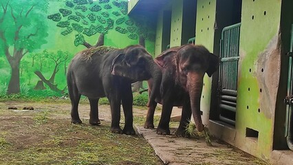 A couple of elephants in the cage of zoo