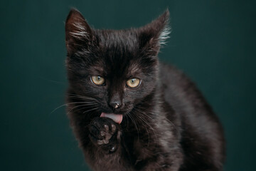 Beautiful and funny black kitten on a dark green background. 