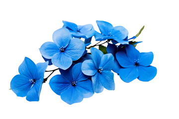 Top side closeup macro view of blue flowers with leaves, on a white isolated background