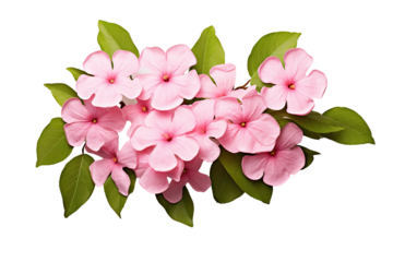 Top side closeup macro view of pink flowers with leaves, on a white isolated background PNG